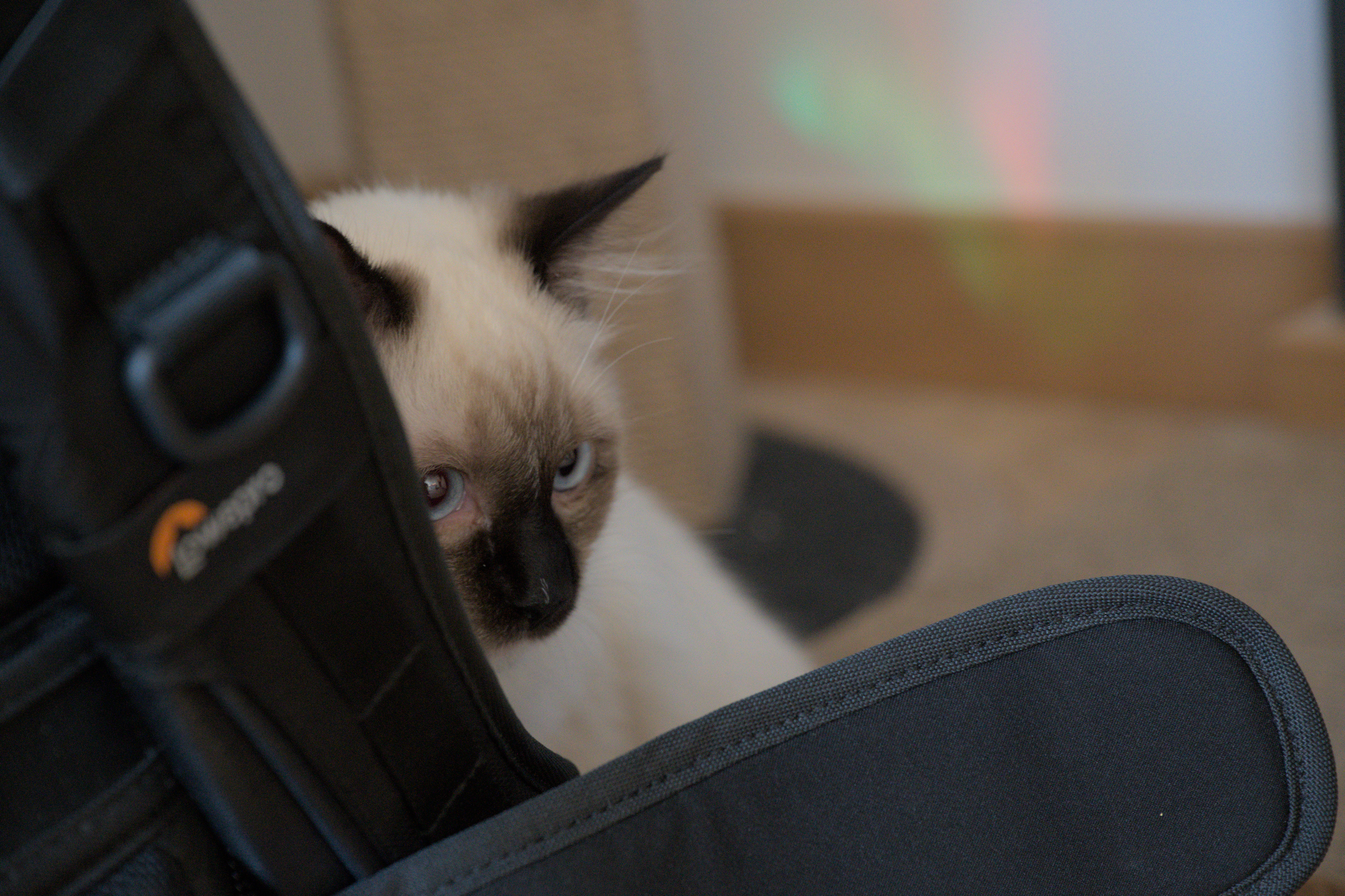 2025/10/12 - cats/DSC_0003.jpg